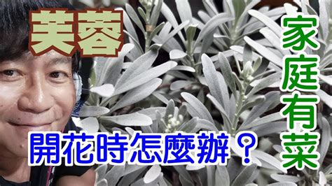 芙蓉會開花嗎